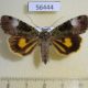 56444p Noctuidae Xestia efflorescens f Primorye $7