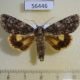 56446p Noctuidae Acronicta catocaloida Primorye $8