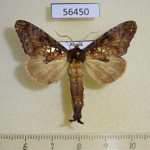 Notodontiidae Spatalia plusiotis Primorye
