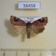 56458p Noctuidae Cosmia cara Primorye $6