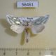 56461p Noctuidae Cucullia argentea Primorye $17