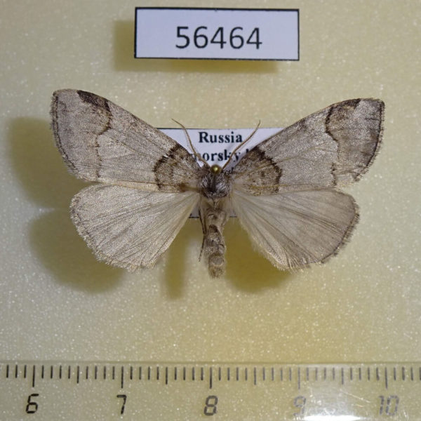 Thyatiridae Nemacerota tancrei Primorye