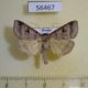 56467p Noctuidae Lygephila pastinum Primorye $5