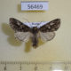 56469p Noctuidae Dryobotodes pryeri Primorye $6