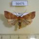 56475p Noctuidae Etlorta edentata Primorye $6