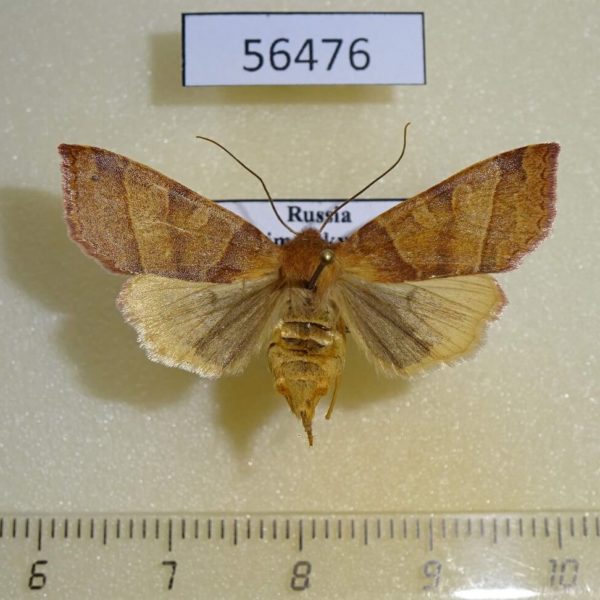 Noctuidae Etlorta edentata f Primorye