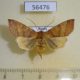 56476p Noctuidae Etlorta edentata f Primorye $7