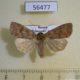 56477p Noctuidae Ipimorpha subtusa Primorye $6