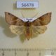 56478p Noctuidae Agrochola vulpecula f Primorye $6