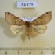 56479p Noctuidae Agrochola vulpecula f Primorye $6