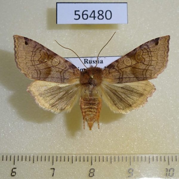 Noctuidae Agrochola vulpecula f Primorye