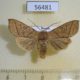 56481p Noctuidae Telorta divergens Primorye $6