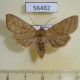 56482p Noctuidae Telorta divergens f Primorye $6