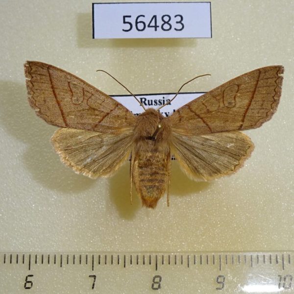 Noctuidae Telorta divergens Primorye