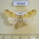 56484p Noctuidae Cirhia icteritia Primorye $5