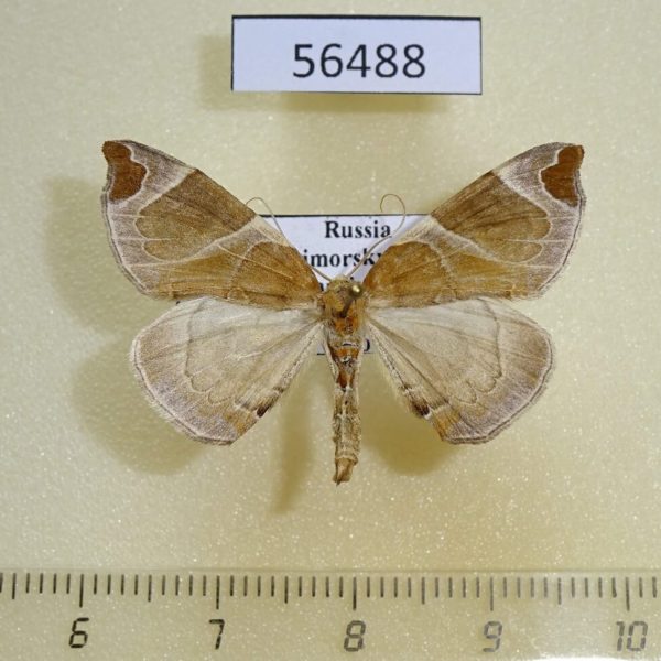 Geometridae Eulithis ledereri Primorye