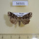 56501p Noctuidae Callopistria albolineola Primorye $10