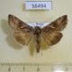 56494p Noctuidae Autographa gamma Primorye $10