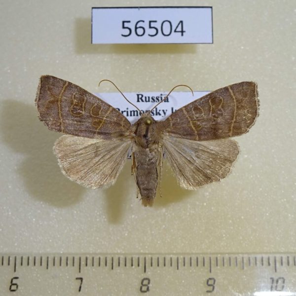 Noctuidae Ipimorpha subtusa Primorye