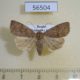 56504p Noctuidae Ipimorpha subtusa Primorye $6