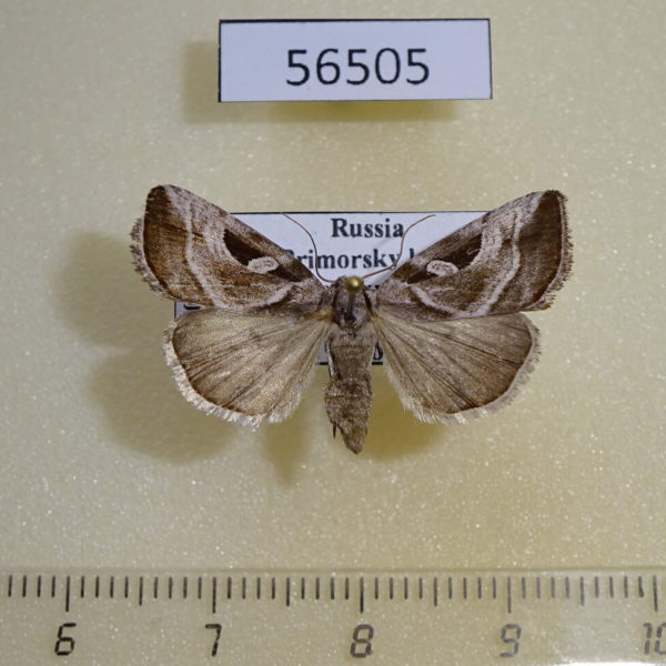 Noctuidae Eucarta virgo f Primorye