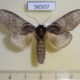 56507p Notodontiidae Peridea moltrechti Primorye $6