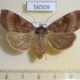 56509p Noctuidae Xestia dilatata f Primorye $12