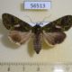56513p Noctuidae Trachea atriplicis f Primorye $7