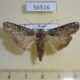 56516p Noctuidae Actebia praecox Primorye $4