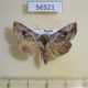56521p Noctuidae Macdunnoughia purissima Primorye $6