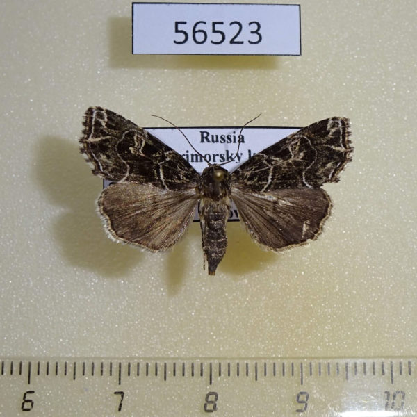 Noctuidae Callopistria albolineola Primorye