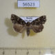 56523p Noctuidae Callopistria albolineola Primorye $10