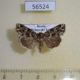 56524p Noctuidae Callopistria albolineola Primorye $10