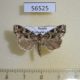 56525p Noctuidae Callopistria albolineola Primorye $10