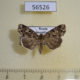56526p Noctuidae Callopistria albolineola Primorye $10