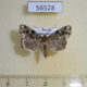 56528p Noctuidae Callopistria albolineola Primorye $10