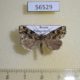 56529p Noctuidae Callopistria albolineola Primorye $10