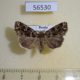56530p Noctuidae Callopistria albolineola Primorye $10