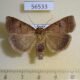 56533p Noctuidae Lygephila recta Primorye $6