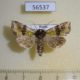 56537p Noctuidae Atrachea alpherakyi Primorye $12