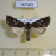 56540p Noctuidae Dryobotodes pryeri Primorye $7