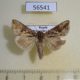 56541p Noctuidae Autographa gamma Primorye $4