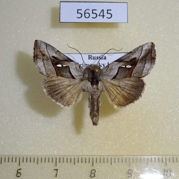 Noctuidae Macdunnoughia purissima Primorye