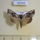 56545p Noctuidae Macdunnoughia purissima Primorye $6