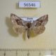 56546p Noctuidae Macdunnoughia purissima Primorye $5