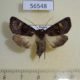 56548p Noctuidae Nyssocnemis eversmanni f Primorye $7