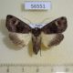 56551p Noctuidae Nyssocnemis eversmanni f Primorye $6