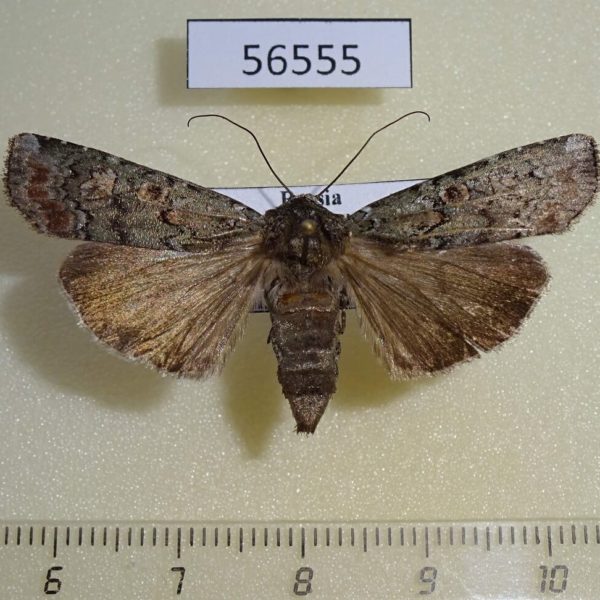 Noctuidae Actebia praecox f Primorye