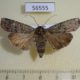 56555p Noctuidae Actebia praecox Primorye $6