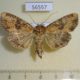 56557p Noctuidae Apamea veterina f Primorye $7